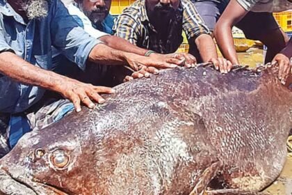 பாம்பன் மீனவர்கள் பிடித்த 117 கிலோ புள்ளி களவாய் மீன்