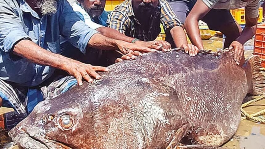 பாம்பன் மீனவர்கள் பிடித்த 117 கிலோ புள்ளி களவாய் மீன்