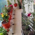 பால்கனியில் அழகாக பூத்துக் குலுங்கும் ரோஜாச் செடிகள்