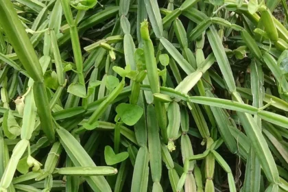 ஆரோக்கியமான உணவுகள் மற்றும் பிரண்டை துவையல்
