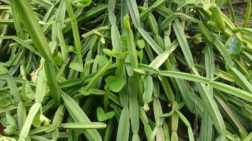 ஆரோக்கியமான உணவுகள் மற்றும் பிரண்டை துவையல்