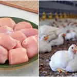 கோழி இறைச்சி விற்பனை நிறுத்தத்தை அறிவிக்கும் கோழி வணிகர்கள்