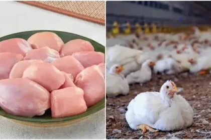 கோழி இறைச்சி விற்பனை நிறுத்தத்தை அறிவிக்கும் கோழி வணிகர்கள்