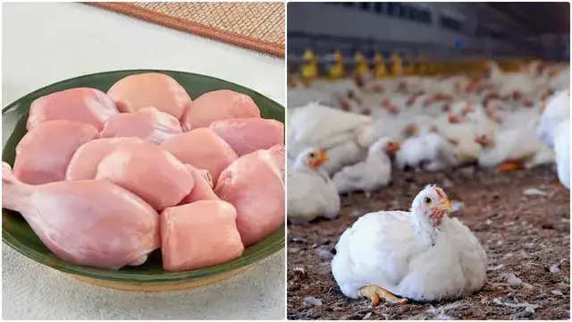 கோழி இறைச்சி விற்பனை நிறுத்தத்தை அறிவிக்கும் கோழி வணிகர்கள்