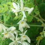 முருங்கைக்காய் மற்றும் அதன் ஆரோக்கிய நன்மைகள் பற்றிய தகவல்