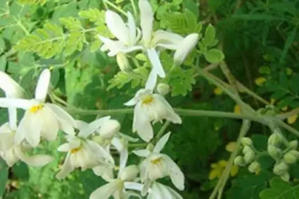 முருங்கைக்காய் மற்றும் அதன் ஆரோக்கிய நன்மைகள் பற்றிய தகவல்