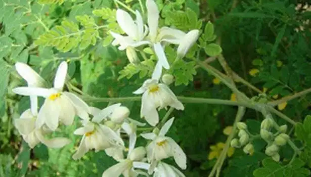 முருங்கைக்காய் மற்றும் அதன் ஆரோக்கிய நன்மைகள் பற்றிய தகவல்