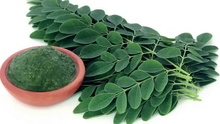 ஆரோக்கியமான முருங்கை இலைச்சாற்றை அருந்தும் நபர்