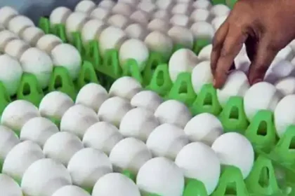 முட்டை விலை உயர்வு குறித்த அறிவிப்பு
