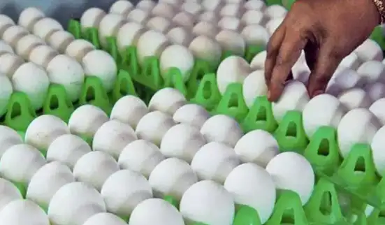 முட்டை விலை உயர்வு குறித்த அறிவிப்பு