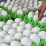 நாமக்கல்லில் முட்டை கொள்முதல் விலை குறைந்துள்ளதை காட்டும் காட்சி