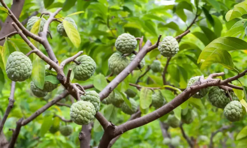 ஆரோக்கிய நன்மைகளை விளக்கும் சீதாப்பழம் மற்றும் குங்குமப்பூ