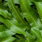 மா மர இலைகள் மற்றும் அதன் மருத்துவ குணங்கள் பற்றிய தகவல்