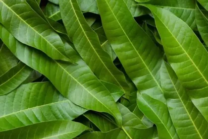 மா மர இலைகள் மற்றும் அதன் மருத்துவ குணங்கள் பற்றிய தகவல்