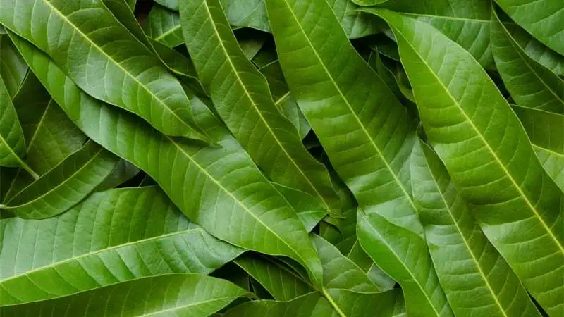 மா மர இலைகள் மற்றும் அதன் மருத்துவ குணங்கள் பற்றிய தகவல்