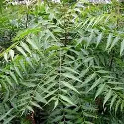 வேப்பிலை மற்றும் அதன் மருத்துவ குணங்கள் பற்றிய தகவல்