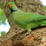 கிளி போர்னா வைரஸ் பாதிப்பு கண்டறியப்பட்ட பறவைகள் பற்றிய ஆய்வு