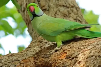கிளி போர்னா வைரஸ் பாதிப்பு கண்டறியப்பட்ட பறவைகள் பற்றிய ஆய்வு