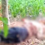 பஞ்சாபில் ஆணவக்கொலையால் உயிரிழந்த மஹாக்பிரீத் கவுர் உடலை காவல்துறையினர் ஆய்வு செய்கின்றனர்