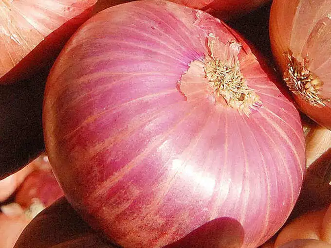 முளைவிட்ட வெங்காயம்