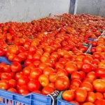தக்காளி விவசாயி ஒருவர் தனது விளைச்சலைப் பார்த்துக் கவலைப்படும் காட்சி