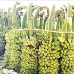 விவசாயிகள் மகிழ்ச்சியுடன் வாழைத்தார்களை ஏலத்தில் விற்பனை செய்கின்றனர்