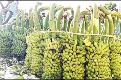 விவசாயிகள் மகிழ்ச்சியுடன் வாழைத்தார்களை ஏலத்தில் விற்பனை செய்கின்றனர்