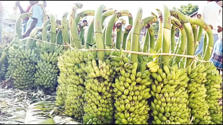 விவசாயிகள் மகிழ்ச்சியுடன் வாழைத்தார்களை ஏலத்தில் விற்பனை செய்கின்றனர்