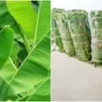 தேனி மாவட்டம் ஆண்டிப்பட்டி சந்தைப்பேட்டை மார்க்கெட்டில் வாழை இலை கட்டு