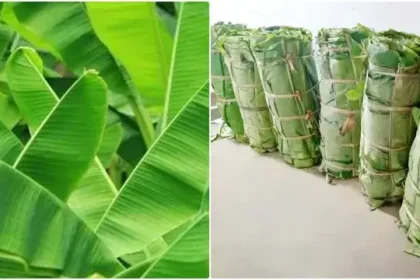 தேனி மாவட்டம் ஆண்டிப்பட்டி சந்தைப்பேட்டை மார்க்கெட்டில் வாழை இலை கட்டு