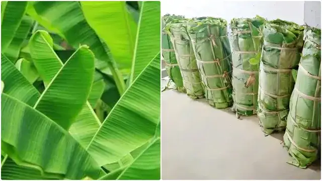 தேனி மாவட்டம் ஆண்டிப்பட்டி சந்தைப்பேட்டை மார்க்கெட்டில் வாழை இலை கட்டு
