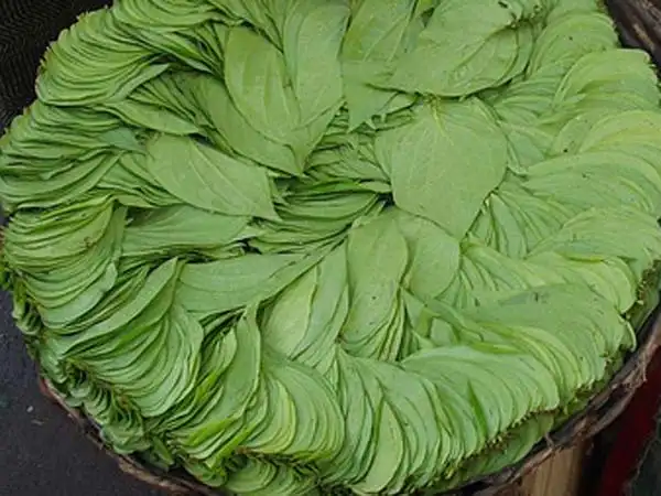 வெற்றிலை மருத்துவ பயன்கள்
