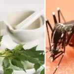 வீட்டில் தயாரிக்கப்பட்ட கொசு விரட்டி பொருட்கள்