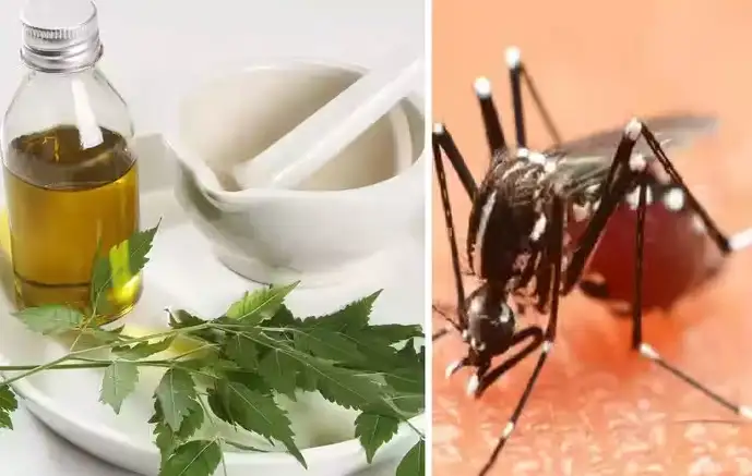 வீட்டில் தயாரிக்கப்பட்ட கொசு விரட்டி பொருட்கள்