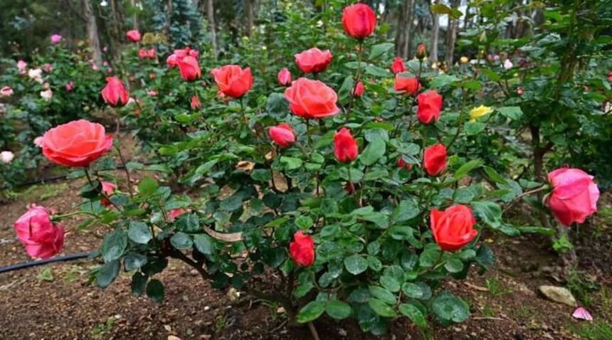 செடிகளுக்கு காஃபி தூள் கரைசல் தெளிக்கும் நபர்