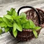 கொத்தமல்லி விதைகள் மற்றும் புதினா இலைகள்