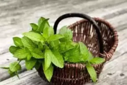 கொத்தமல்லி விதைகள் மற்றும் புதினா இலைகள்