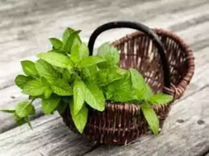 கொத்தமல்லி விதைகள் மற்றும் புதினா இலைகள்