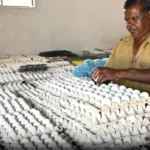 நாமக்கல் முட்டை பண்ணையில் முட்டைகள் அடுக்கி வைக்கப்பட்டுள்ளன