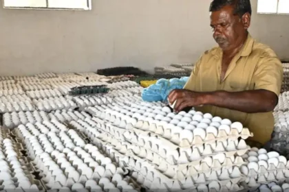 நாமக்கல் முட்டை பண்ணையில் முட்டைகள் அடுக்கி வைக்கப்பட்டுள்ளன