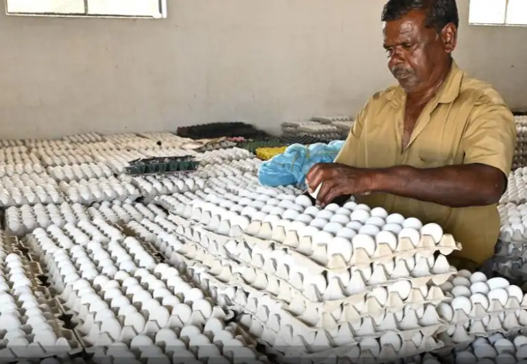 நாமக்கல் முட்டை பண்ணையில் முட்டைகள் அடுக்கி வைக்கப்பட்டுள்ளன