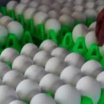 எடை குறைப்புக்கு உதவும் முட்டை, கீரை, காளான் ஆம்லெட்