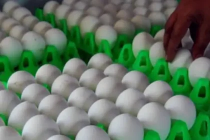 எடை குறைப்புக்கு உதவும் முட்டை, கீரை, காளான் ஆம்லெட்