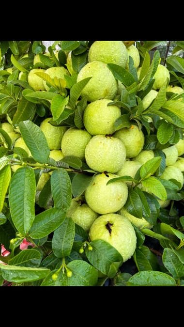 சர்க்கரை நோயாளிகளுக்கான கொய்யா இலை மற்றும் பழம் குறித்த தகவல்