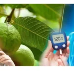 கொய்யா இலைகள் மற்றும் பழங்கள்