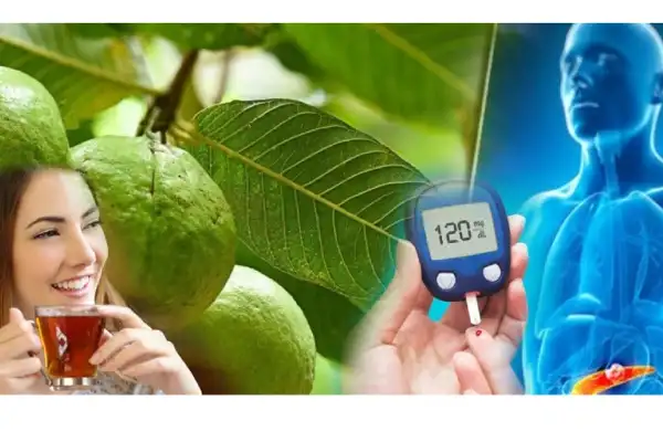 கொய்யா இலைகள் மற்றும் பழங்கள்