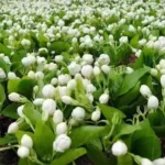 மல்லிகை பூக்கள் மற்றும் மல்லிகை எண்ணெய்