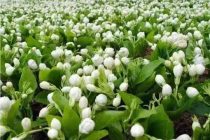 மல்லிகை பூக்கள் மற்றும் மல்லிகை எண்ணெய்
