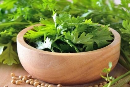 ஃப்ரெஷ்ஷாக வைக்கப்பட்ட கொத்தமல்லி இலைகள் ஜாடியில் தண்ணீருடன்