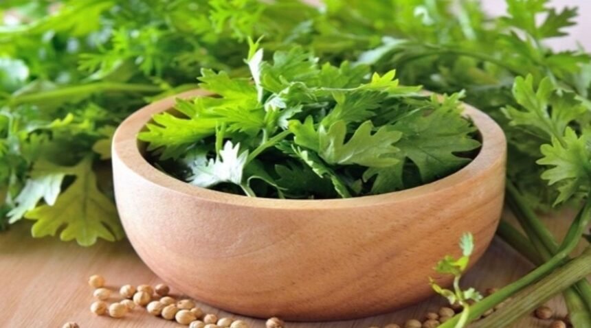 ஃப்ரெஷ்ஷாக வைக்கப்பட்ட கொத்தமல்லி இலைகள் ஜாடியில் தண்ணீருடன்